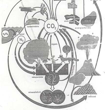 KARBON CIKLUS ÉS A FAANYAG A faégetés CO 2