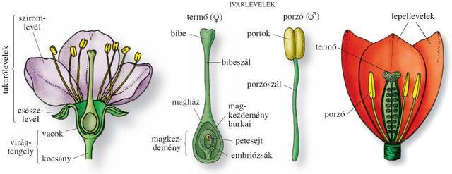 25 11. Egyszikű és kétszikű virág vizsgálata 1) Készíts rajzot a látottakról! Nevezd meg a virág részeit! A látottak lerajzolása az alábbiakhoz hasonlóan!