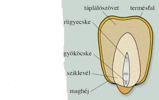 29 4) A megfigyelésedet rajzold le! Nevezd meg a részeit! A vizsgálat során a következőket láthatjuk: 5) Mi a különbség az egyszikű és a kétszikű mag felépítése között?