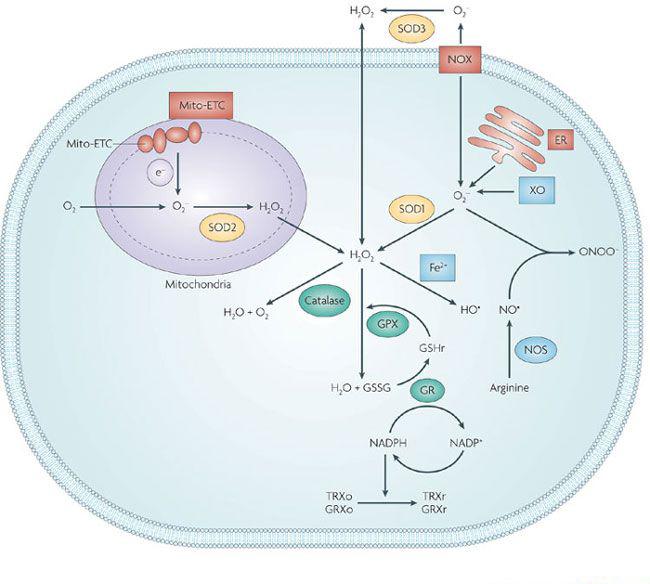 peroxixóma, melyben a zsírsavak β-oxidációja és a flavin-oxidázok működése során keletkeznek a szabadgyökök (12). 2. ábra: ROS keletkezése és lebontása a sejtben.