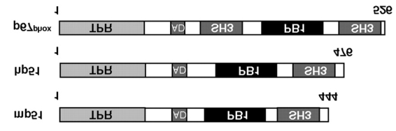 A Noxo1 B mnoxa1 hnoxa1 6. ábra: A Noxo1 és Noxa1 Nox1 szabályozó és aktivátor fehérjék szerkezete.