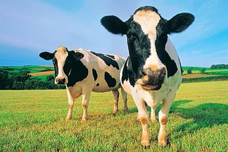 2. Tejhelyzet a világban A tejfogyasztás alakulása Egy főre jutó tejfogyasztás Európában l/fő 140 120 100 80 60 40 20