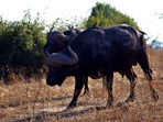 Botswana Zimbabwe 2012 Egyéb (nem motoros) projektjeim: afrikai autós körutazás ADATOK: 6000 km.