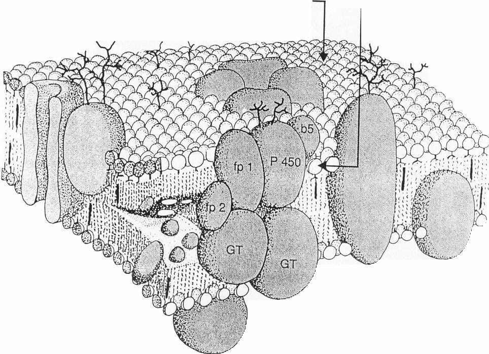 A kevert funkciójú oxidáz rendszer elhelyezkedése a sima endoplazmás