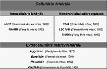 1. táblázat A hialuronsav receptorai A legtöbbet tanulmányozott és a legtöbb hialuronsav mediált effektus továbbításáért felel s receptor a CD44.