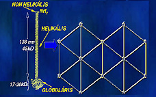 helyeken is sikerült kimutatni, így az diszkuszokban (Boos és mtsai, 1997; Lammi és mtsai, 1998) vagy az Achilles ínban, annak tapadásánál sarokcsonton (Niyibizi és mtsai, 1996; Fukuta és mtsai,