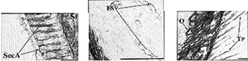 stratum intermedium sejtjeiben valamivel gyengébb reakció mutatkozott (3.a., b. ábra).