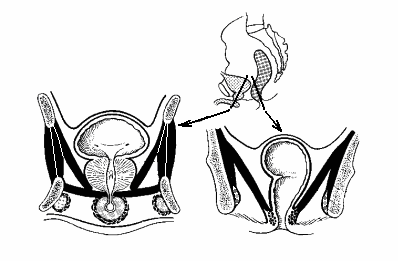 10 Regio perinei (gáttájék) : regio urogenitalis + regio analis Diaphragma pelvis - fascia diaphragmatis pelvis superior (fascia pelvina lamina visceralis) - m. levator ani + m.