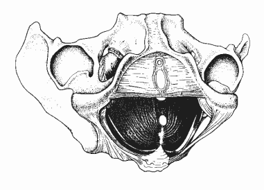 9 (3) M. transversus perinei profundus et superficialis (rr. musculares n. pudendus ) : M. sphincter urethrae : M. sphincter urethrovaginalis!!! 5. ábra: M.