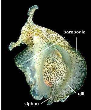 Implicit tanulási formák gerinctelen modellje Aplysia californica (tengerinyúl) Dél-Kalifornia parti vizeiben élő csiga fenéklakó,