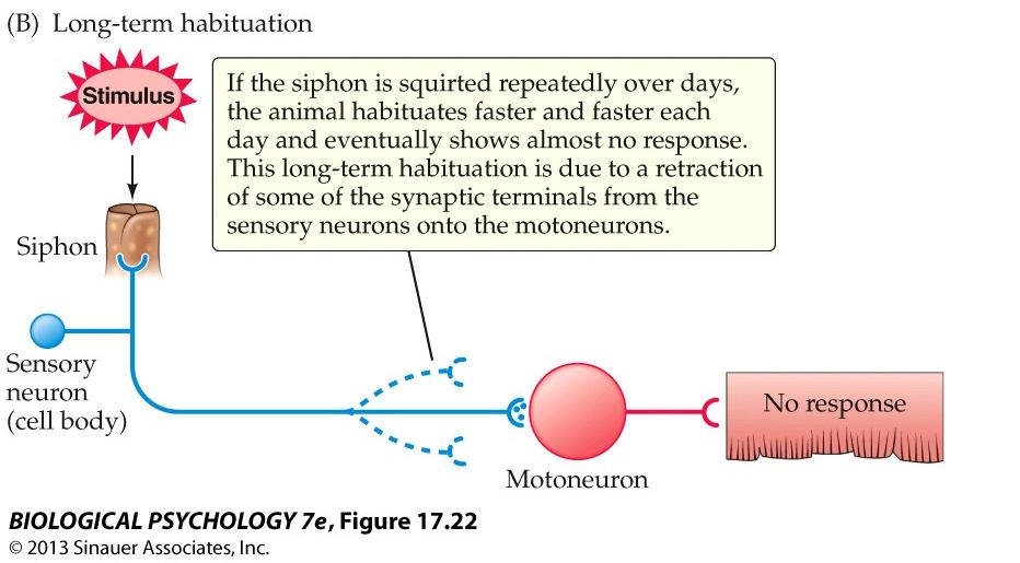 Habituáció Kandel&Schwarz, 5th ed, 2012 Kevesebb vezikula ürül (glutamát) Szinaptikus kapcsolat erőssége csökken (~ AP - EPSP) Homoszinaptikus (a