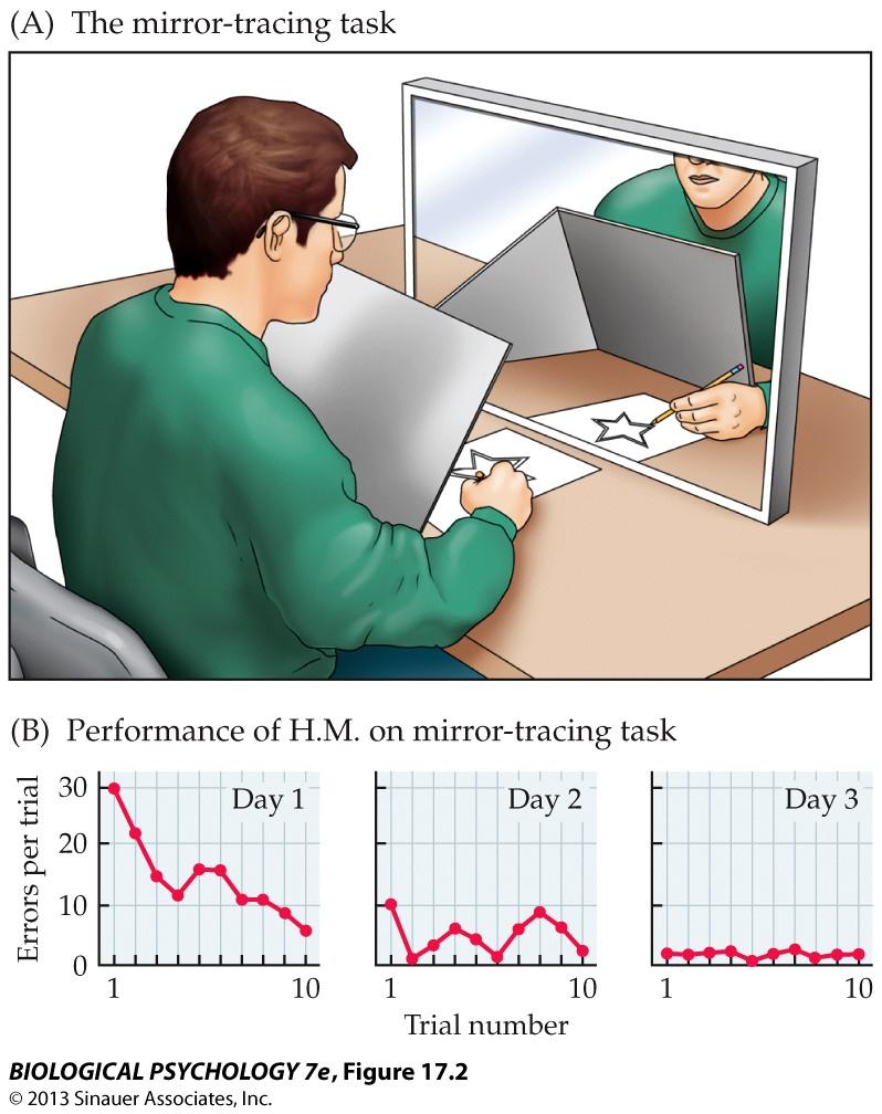 H.M. és a tükörrajz Ugyanolyan gyorsan és hatékonyan elsajátította a feladatot, mint a kontroll személyek