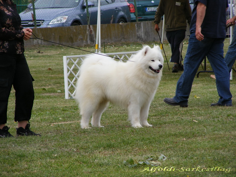 2009.06.20. Székesfehérvár CACIB Bírált: Harsányi Péter Samoyed Fiatal Miklósfai Samojed Aldó Barnabás, Seres Krisztián) - HPJ Növendék Gentleprince of Yoshi and Us Jana Fulierová, Soós Ildikó) -