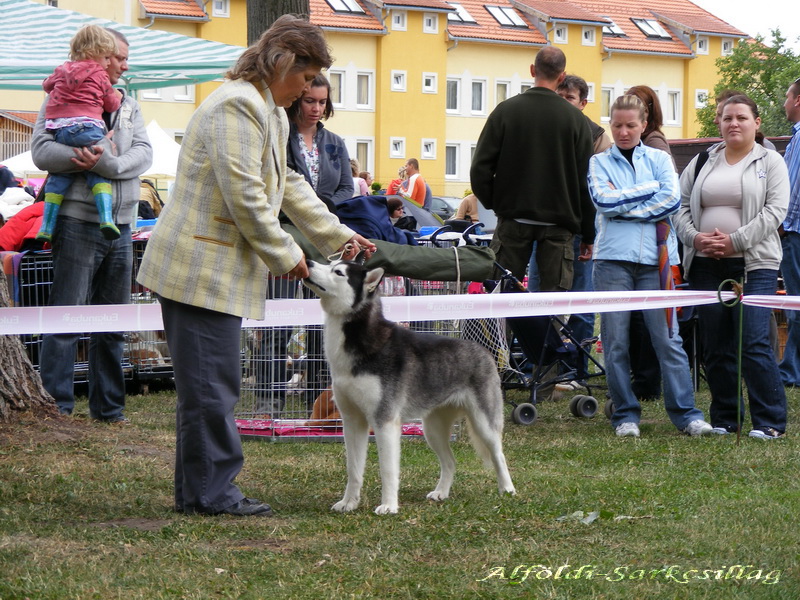 Vinyamar's Frodo Baggins (Teny+ Jana Muranska) - CACIB Fiatal Dreamworld Siberians Angel City Lénárth Kármen, Balázs Eszter) -? Faithful Wolf of Igloo Hetty Deák Lóránt Zoltán, Németh Zoltán) -?