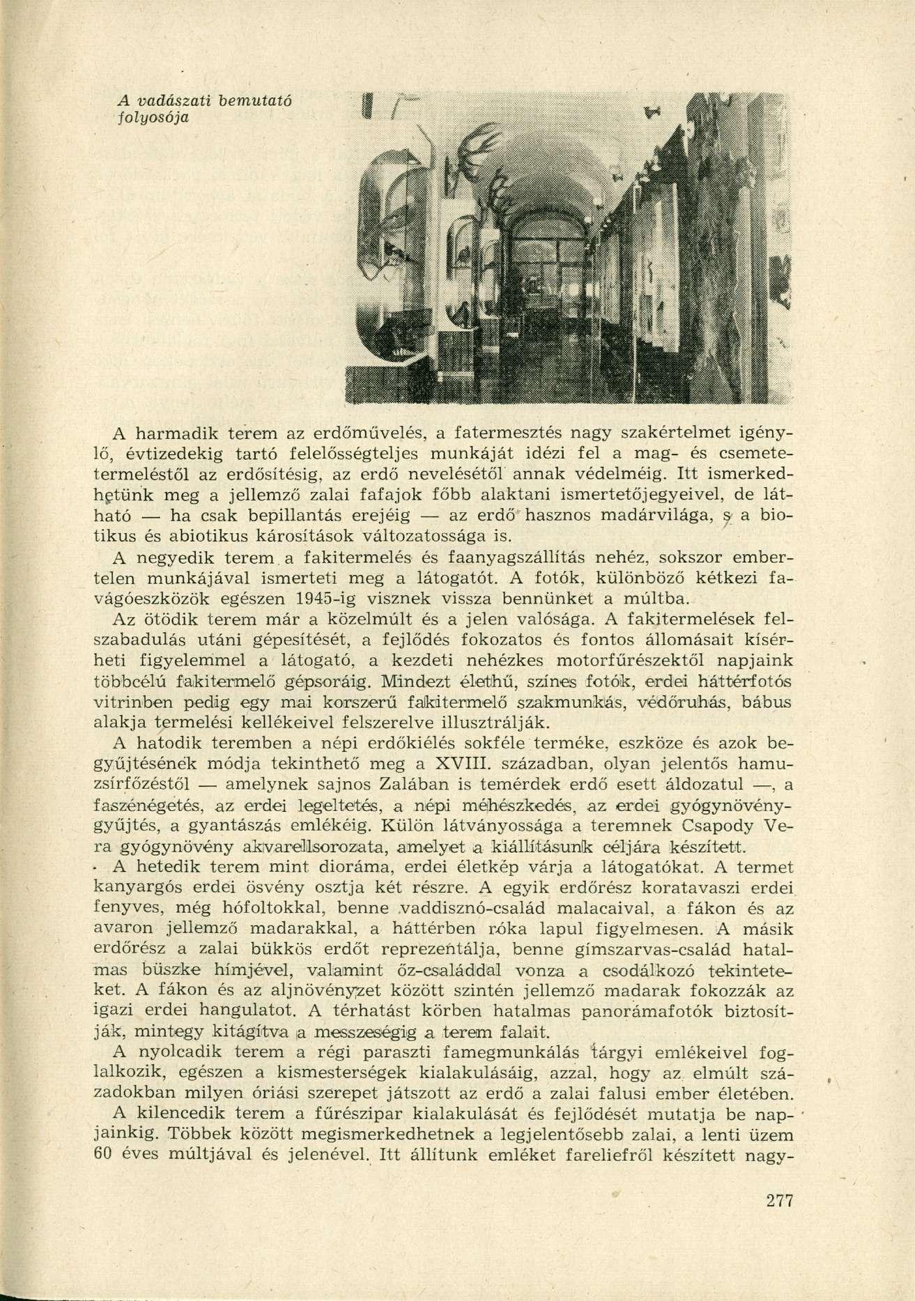 A vadászati bemutató ff /- folyosója ' A harmadik terem az erdőművelés, a fatermesztés nagy szakértelmet igénylő, évtizedekig tartó felelősségteljes munkáját idézi fel a mag- és csemetetermeléstől az