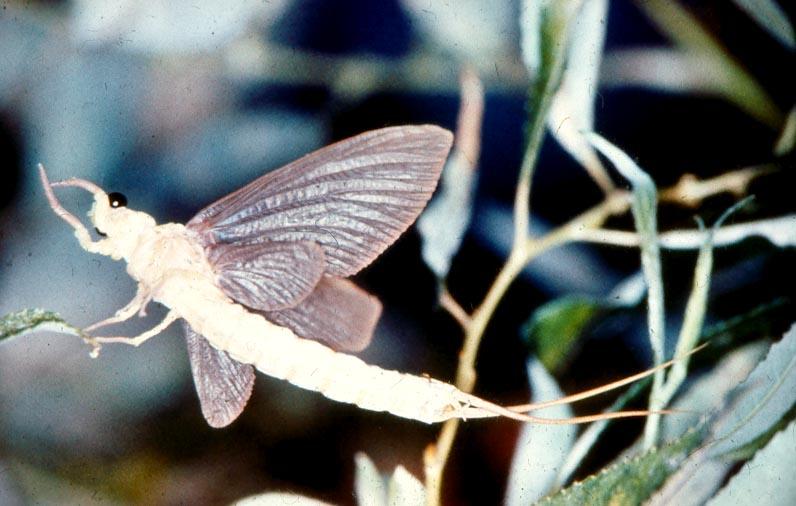 Igazi rovarok - Insecta Pterygota - elsődlegesen szárnyas