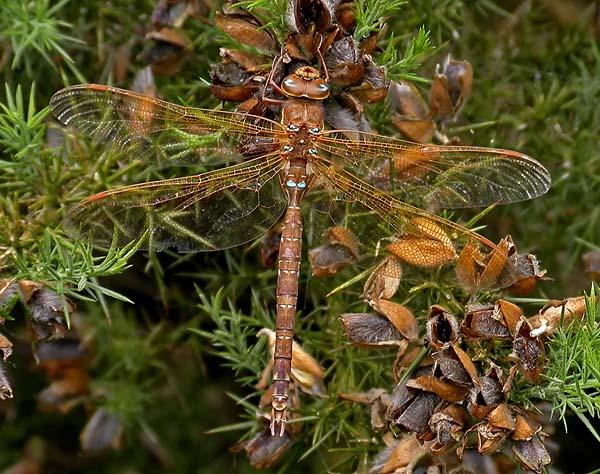 Igazi rovarok - Insecta Szitakötők rendje - Odonata