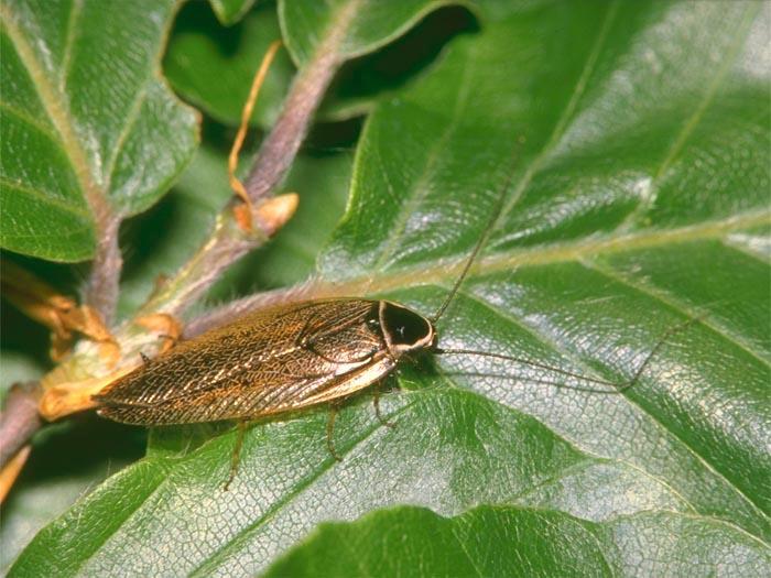 Igazi rovarok - Insecta Csótányok rendje - Blattoptera Kifejléssel fejlődnek Pergamenszerű 1. pár szárny, hártyás 2.