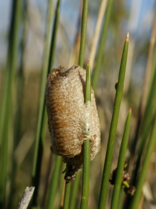 Fogólábúak (Mantidea) rendje