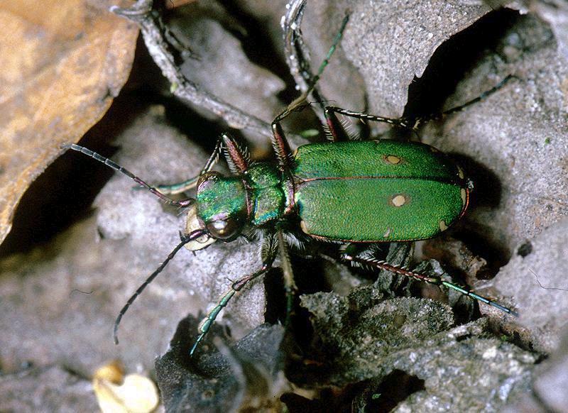 Bogarak rendje (Coleoptera) SUBORDO: ADEPHAGA - FUTÓBOGÁR-SZABÁSÚAK család: Cicindelidae homokfutrinkák, cingolányok gyors mozgásúak rágójuk és