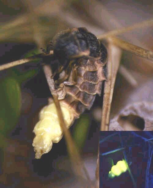 MALACODERMATA LÁGYBOGÁRALKATÚAK Lampyridae - szentjánosbogár-félék hím szárnyas, a nőstény csökevényes szárnyú, lárvaszerű a zsírszövetekben felhalmozódó luciferin a levegőn luciferáz hatására