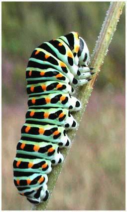 Papilio machaon - fecskefarkú lepke V! tápn.