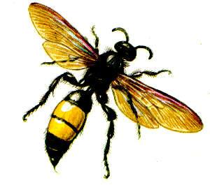 Hártyásszárnyúak rendje - Hymenoptera Symphyta Apocrita