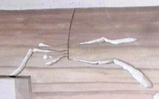 Levéldarazsak alrendje - Symphyta Tremex fuscicornis sárgagyűrűs fadarázs 15-40 mm A lárva főleg