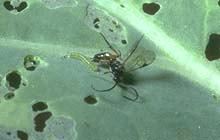 Alrend: Terebrantes - tojókészülékesek Braconidae - gyilkosfürkészek Cotesia