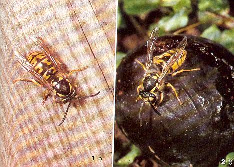 Vespidae társas redősszárnyú-darazsak Vespa crabro - lódarázs Paravespula germanica német darázs és földalatti belsővázas fészke Morfológiai