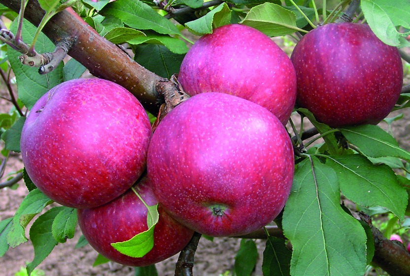 ALMA BIRS NASPOLYA 10 MT-11 javasolt fajtanév: Karneol Származás: A Budapesti Corvinus Egyetem Gyümölcstermő Növények Tanszékén állították elő a Golden Delicious Gloster keresztezésével.