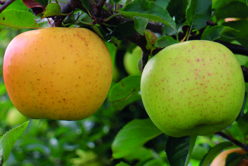 ALMA BIRS NASPOLYA 11 Luna Orion Származás: Csehországban, a Kísérleti Botanikai Intézet Strizovicei kísérleti állomásán állították elő, a Topaz x Golden Delicious keresztezésével.