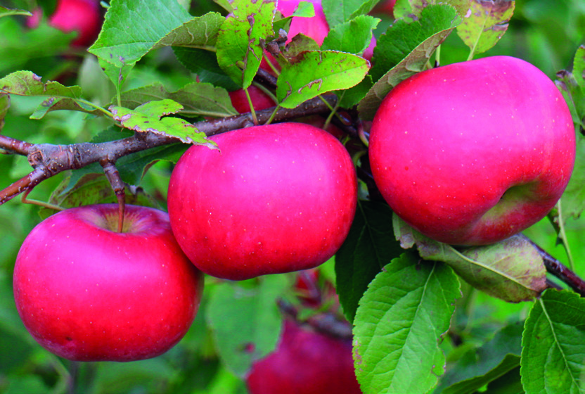 ALMA BIRS NASPOLYA 14 Rebella Red Topaz Származás: Németországban, a Drezden-Pillnitz-i Kutatóintézetben nemesítették. A Golden Delicious x Remo keresztezésével állították elő.