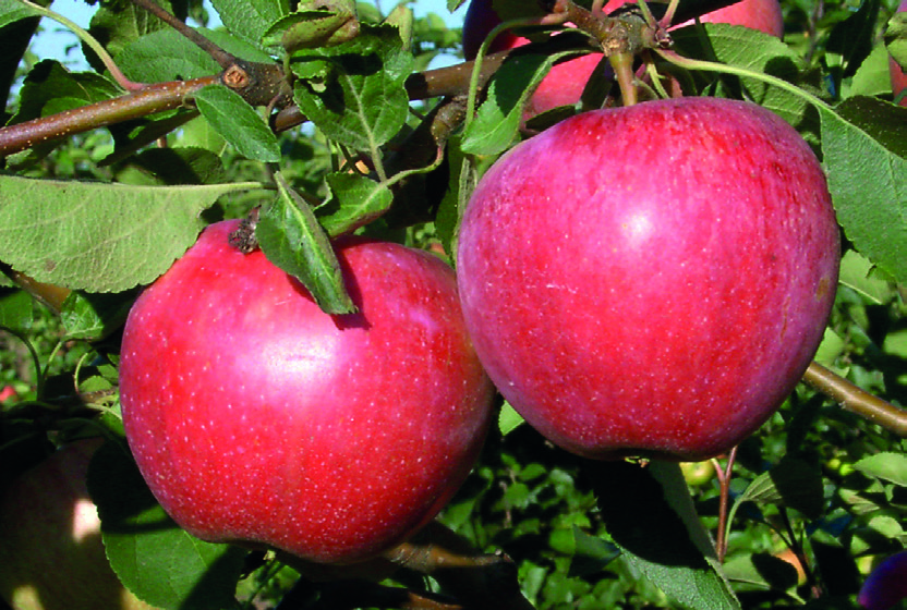 ALMA BIRS NASPOLYA 16 Renora Resi Származás: Németországban a Drezden-Pillnitz-i Kutatóintézetben nemesítették. A Clivia x BX 44,2 (Malus floribunda F3) keresztezésével állították elő.