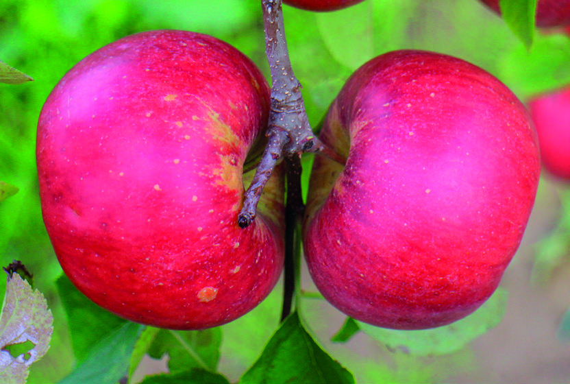 ALMA BIRS NASPOLYA 19 Sirius Topaz Származás: Csehországban, a Kísérleti Botanikai Intézet Strizovicei kísérleti állomásán állították elő, a Golden Delicious x Topaz keresztezésével.