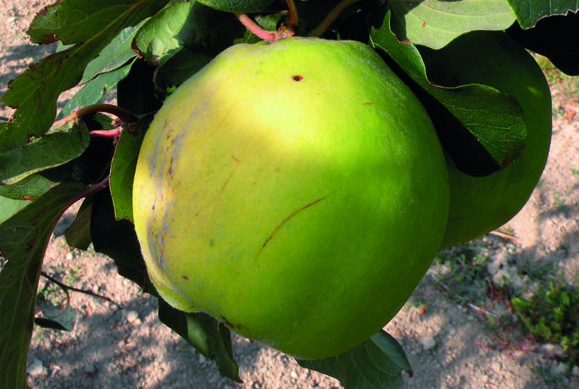 ALMA BIRS NASPOLYA 28 Bereczki bőtermő Származás: Bereczki Máté, a híres gyümölcsész találta Kiskunfélegyházán 1883-ban. A fajta eredeti megnevezése felfedezője után Bereczki birs volt.
