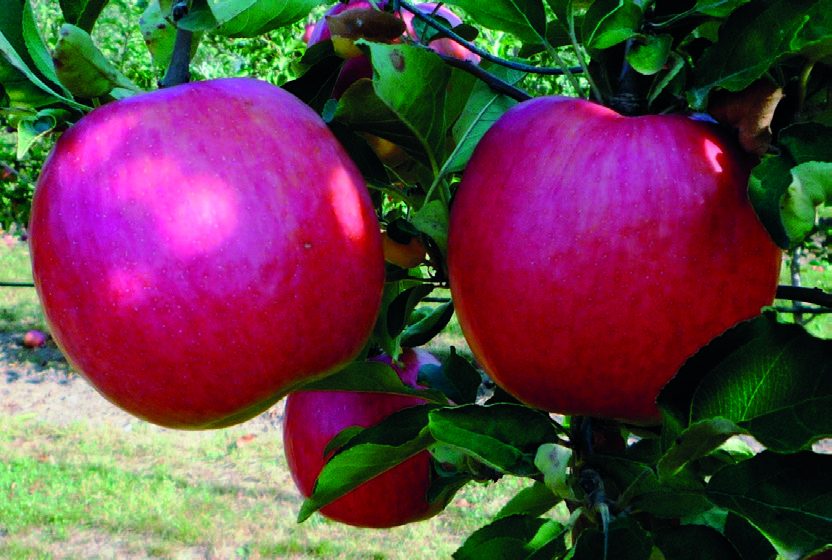 ALMA BIRS NASPOLYA 7 Coop 39 márkanév: Crimson Crips Származás: Az Egyesült Államokban állították elő. Rezisztencia forrásként a Malus floribunda 821 szolgált.