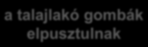 kéntartalmú barnakőszén a talajlakó gombák