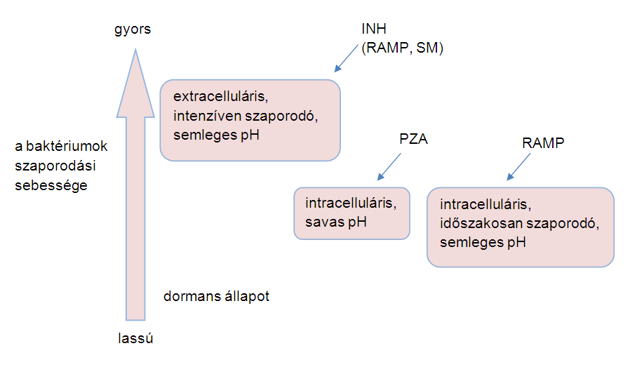 A M. tuberculosis baktérium szaporodását döntően befolyásolja a környezet oxigén szintje és kémhatása.