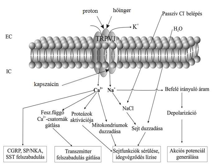 2. ábra: A TRPV1 receptor működése (Helyes és mtsai., 2003 alapján).