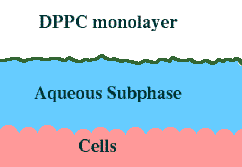 a folyadék közepe felé vonzódjanak. DPCC Surfactant olyan anyag,mely csökkenti a felületi feszültséget. Megakadályozzák, hogy a vízcseppek blokkolják a kis légutakat.