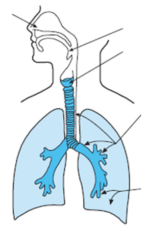 Adaptáció CO 2 -hoz krónikusan magas artériás pco 2 altatószermérgezés a légzés ingere: O 2 receptorok ingerlése az O 2 adás hatása Nazális receptorok tüsszentés Légzési reflexek Vagusafferensek