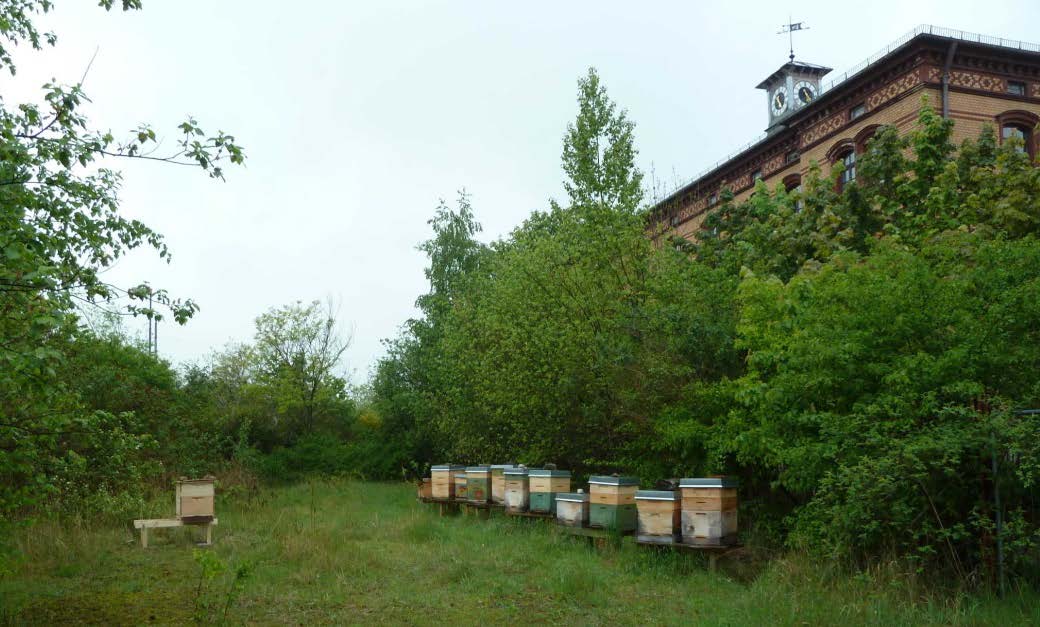 Barnamező-rehabilitáció A köztes használat további előnye, hogy már a végleges használatot megelőzően felhívja a figyelmet a helyszínre, és segít fenntartani annak kapcsolatát a közösséggel.