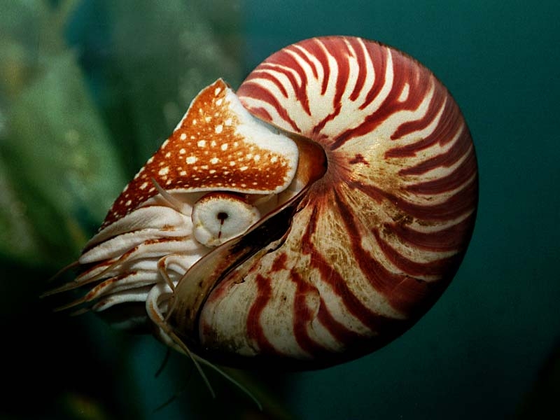 Csodás csigáspolip (Nautilus pompilius) Narancsszínű harántsávok díszítik a 20 27 cm-es átmérőjű fehér házát. Belseje gyöngyházfényű.