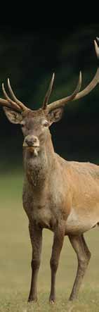Gímszarvas - Rotwild - Red deer Gímbika Rothirsch Stag Trófeasúly Geweihgewicht Weight of antlers kg /10 g > 2,99 620.- 3,00 3,99 620.- + 3.- 4,00 4,99 920.- + 4.- 5,00 5,99 1320.- + 5.