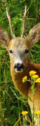 Őzvadászat - Rehwild - Roe deer Őzbak Rehbock Roe buck Trófeasúly Geweihgewicht Weight of antlers g /g > 149 100.- 150 249 120.- + 1.- 250 299 220.- + 4.- 300 349 420.- + 5.- 350 399 670.- + 13.