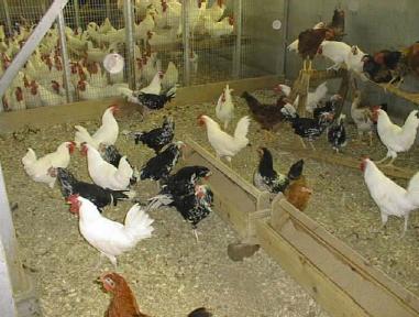 Állat jóllét Az állat jólét egyre fontosabbá válik A tojástermelők új módszerekkel,