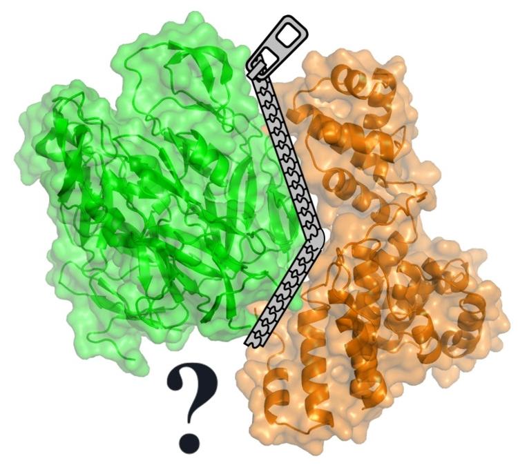 Kölcsönható szerkezeti elemek és kölcsönhatási felszín azonosítása egy  fehérje-fehérje interakción alapuló molekuláris kapcsoló esetén - PDF  Ingyenes letöltés