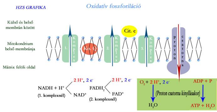 ATP szintézis: Töltéskülönbség alakul ki a mitokondrium belső membránjának két oldala között.