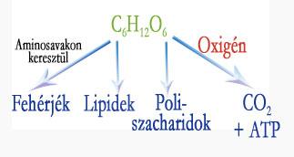 Szénhidrátok kémiai felépítése Névmagyarázat Összegképlet (H:O=2:1),